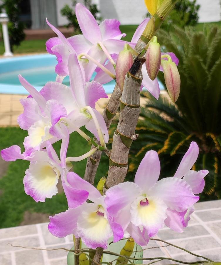 דירות Florianópolis Quinta Do Lapa II מראה חיצוני תמונה